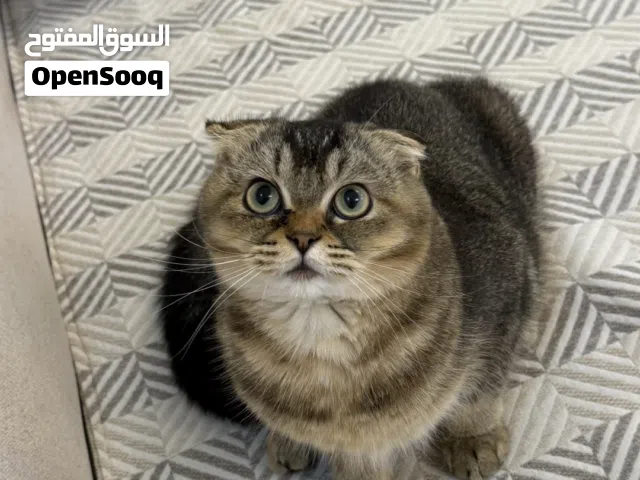 سكوتش فولد ذكر