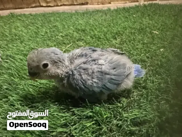 فروخ روز اليفه