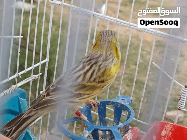 عصفور كناري لي البيع دكر اغات ربي يبارك