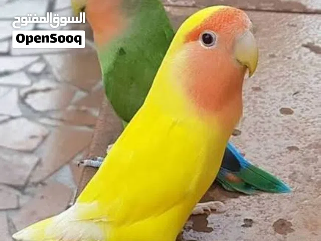 للبيع عصافير روز جميلة ونظيفة بسعر مناسب مع القفص والأكل