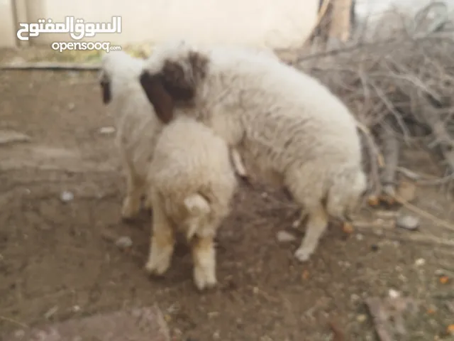 طليان اثنين ذكورة للبيع المكان ابو الخصيب