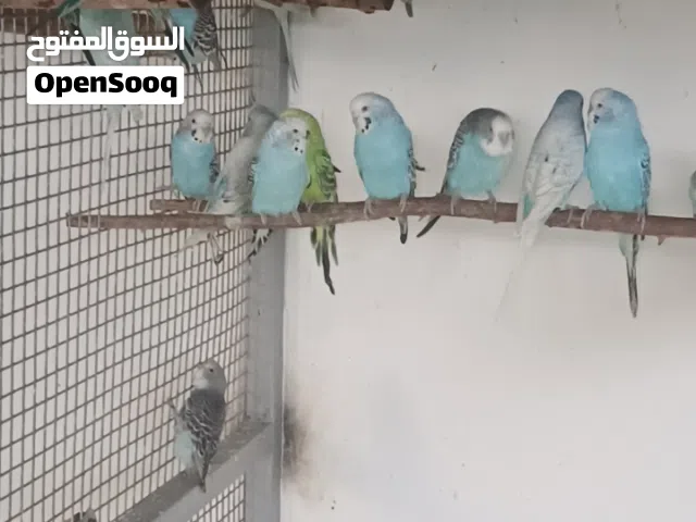 للبيع كميه طيور الهند كميه