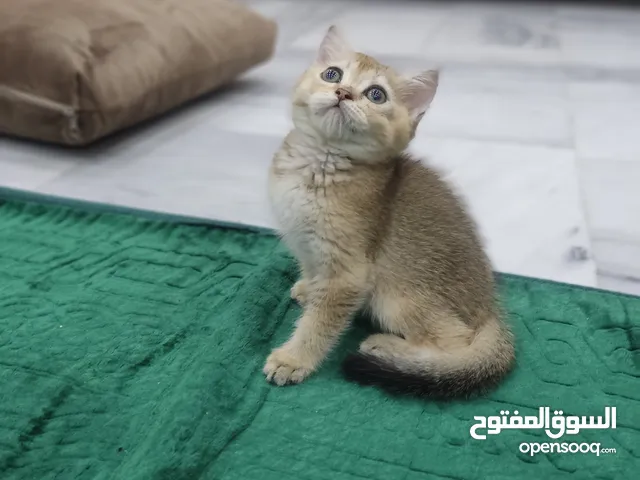 قطه سكوتش ستريت جولدن العمر 60 يوم ذكر شورت هير