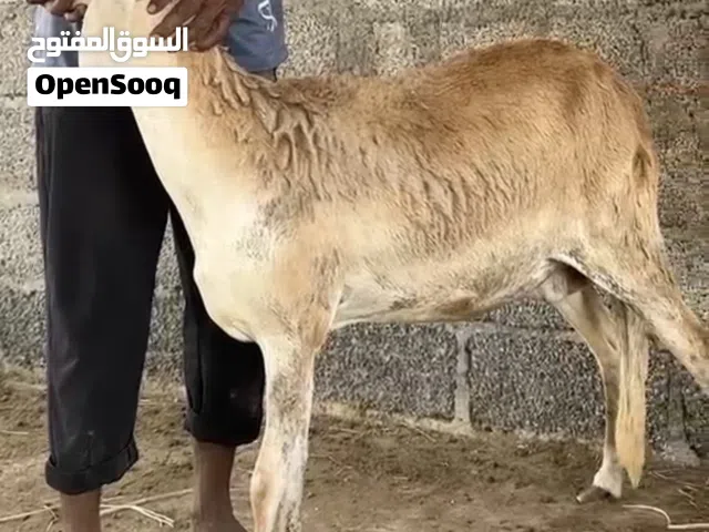 حلال السوداني نظيف وما عليه كلام