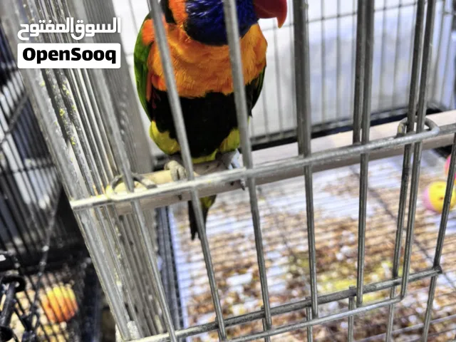 لوري نثيه جاهزة للإنتاج