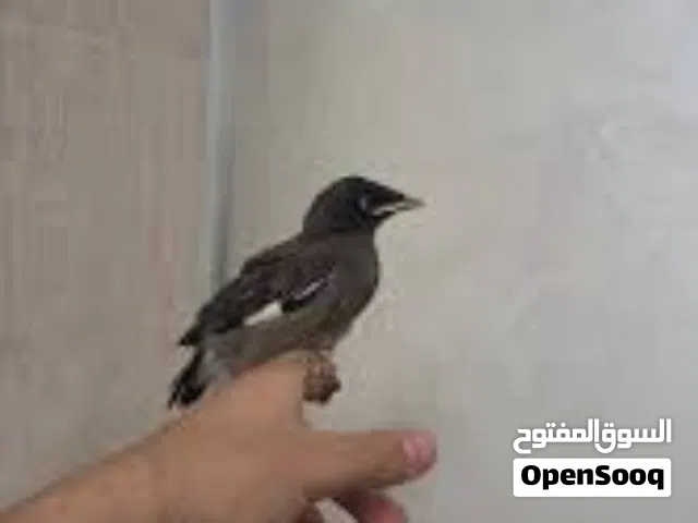 طيور المينا فروخ عمر التدريب