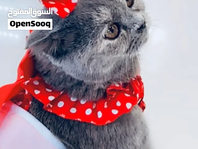 أنثى سكوتش فولد (بيور)