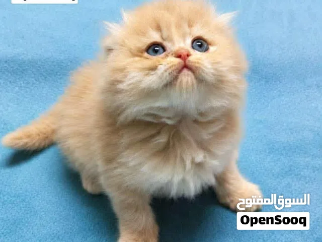 قطة سكوتش فولد للبيع مع اغراضه  السعر قابل للتفاوض