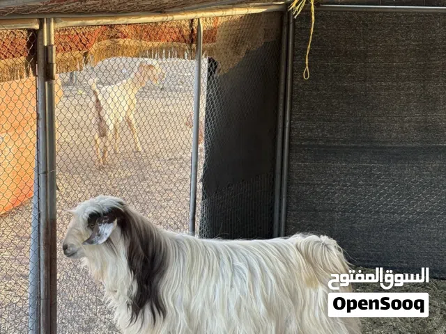 تيس عمر سنة و 3 شهور للبيع