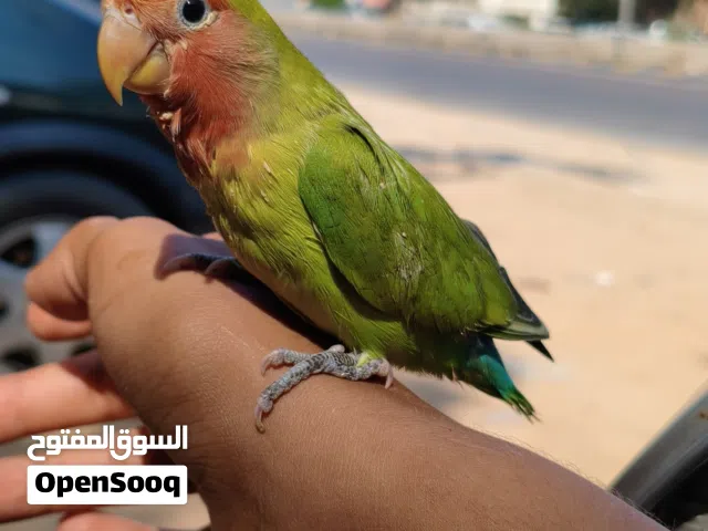 روز ترويض اقرا الوصف