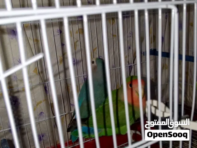 كوبية بركاديلو جابو