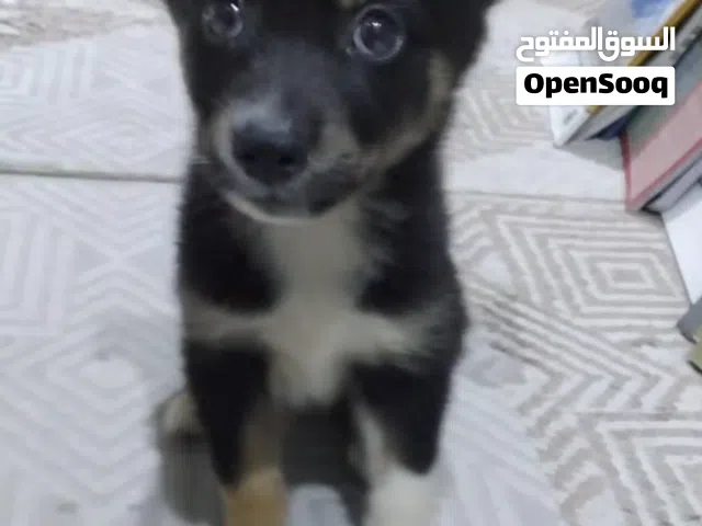 كلب  النوع هاسكي و كليبي و ذكر