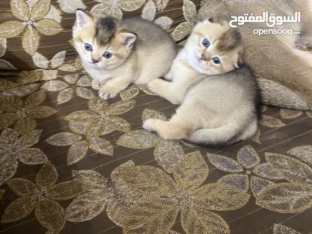 سكوتش فولد وسكوتش ستريت ذكور