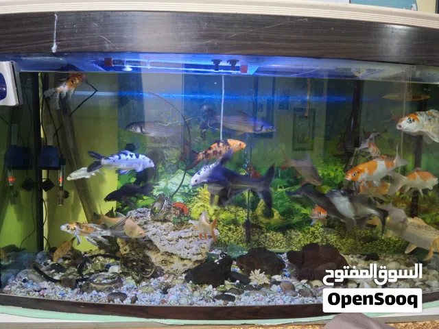 Big aquarium for sale with fishes