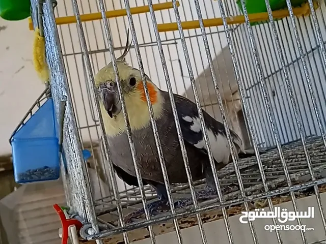 ببغاء كروان كوكتيل للبيع (السعر 1200)و في مراعة