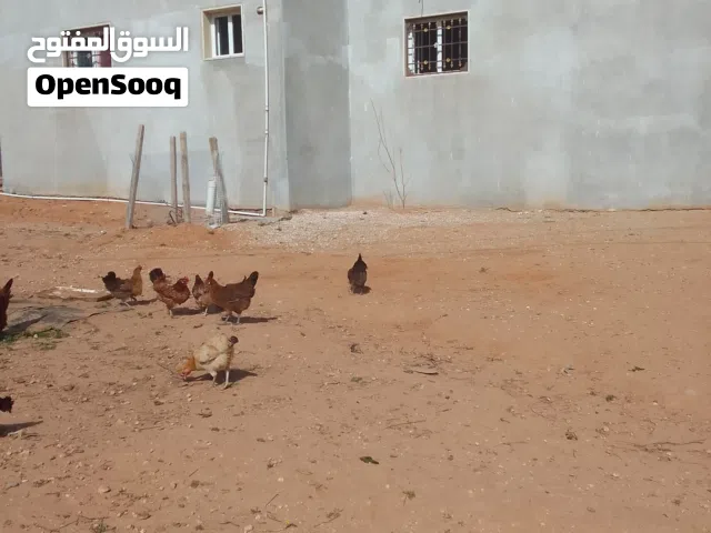 دجاج للبيع