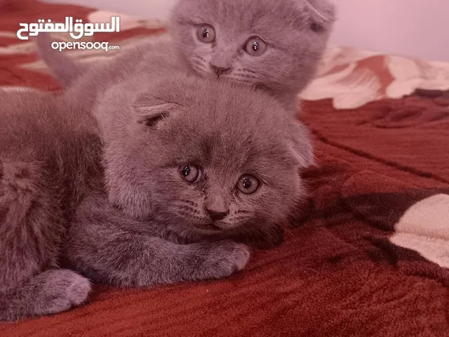 سكوتش فولد بلو بيور يوجد توصيل
