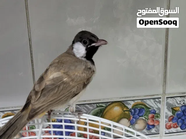 عدد 2 فروخ بلابل عراقي