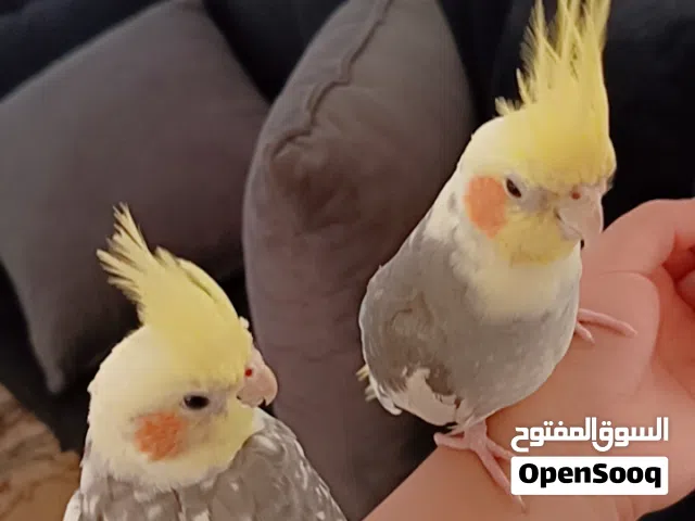 جوز كوكتيل اليف مع قفص