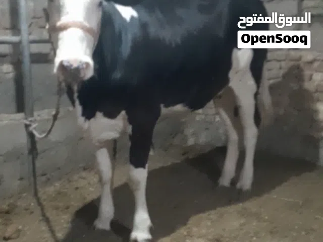 بجره سمنتال 2900ابي الخصيب