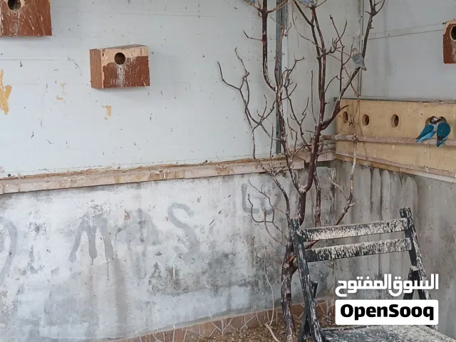 40 جوزي توكي شغالة للبيع