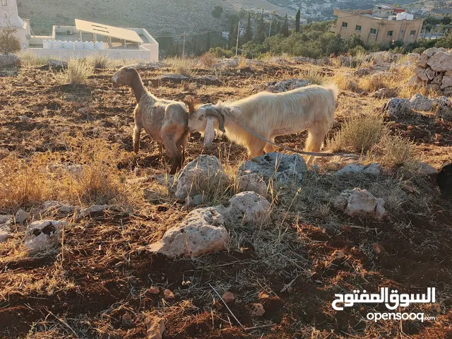 تبارك الله موجود فحل معز لون ابيض كفاله اهداء على ردد يقوم ب 100 راس تبارك الله هداد نار السن ريشه