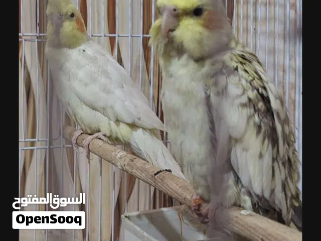 ببغاء كوكتيل زوج النثيه نص الافه والفحل وحشي