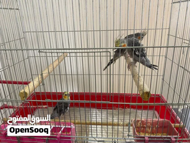 ثلاث طيور كوكتيل مخاليف ذكرين و أنثى مع قفص كبير و تصفير ولا أروع