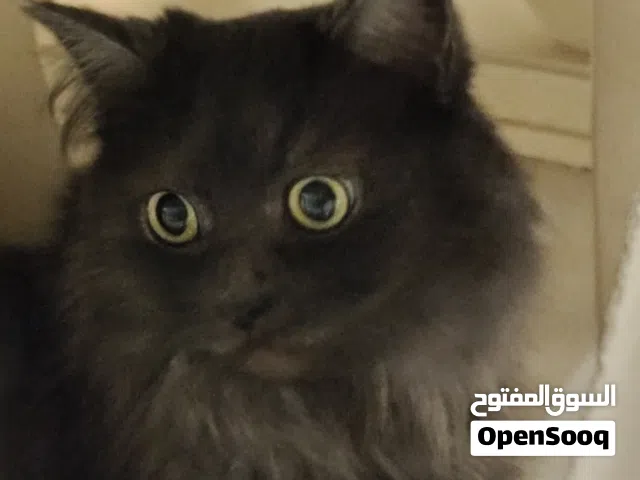 عدد قطتان للتبني