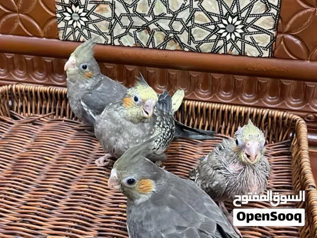 فروخ كوكتيل جاد تعال واتس