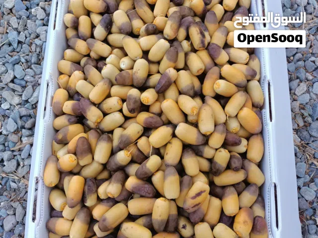 تمر نغال يقطف يوميا