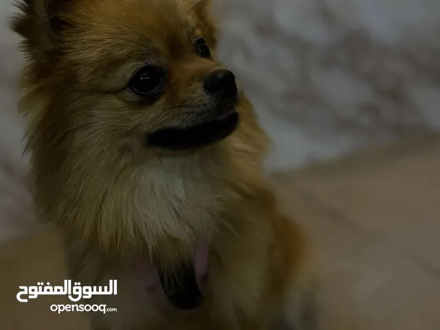 أنثى بوميرينيان للبيع – جميلة، لعوبة، ومناسبة للعائلة