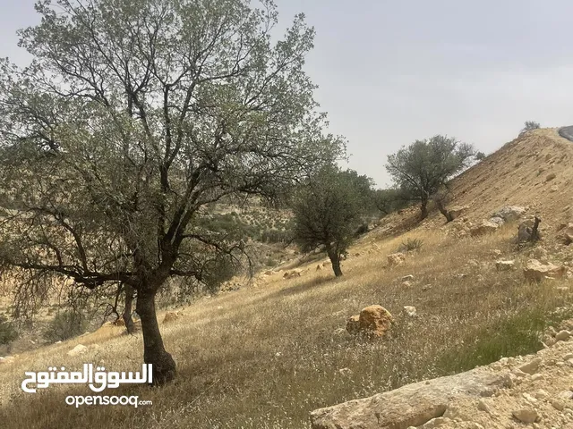 Farm Land for Sale in Zarqa Al-Alouk