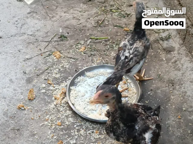 ديج ودجاجه هندي اصليات