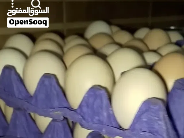 بيض دجاج بلدي