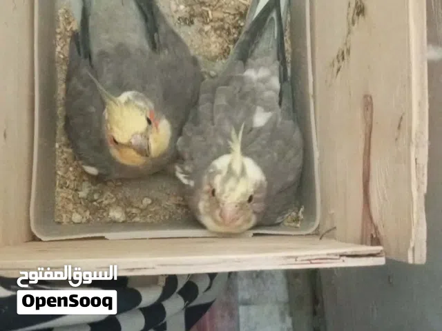سلام عليكم زوج كوكتيل شرط الانتاج جواهن وبيض بعده ممفقس كلش حلوات