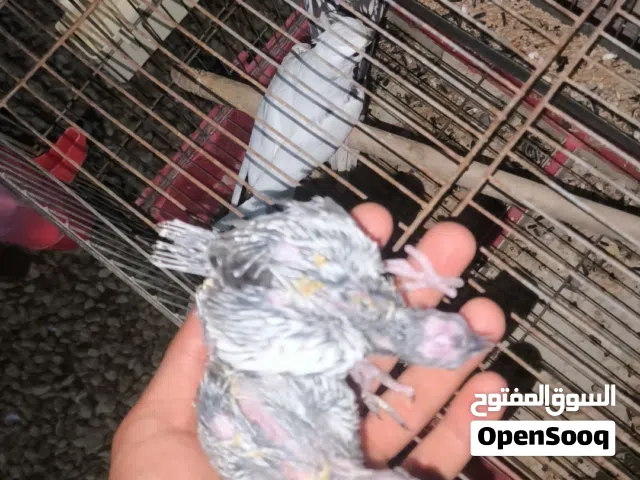بسم الله ماشاء كوبية كوكتيل تحتها زوز فروخ الدكر ابيض والنتاية إيزابيل فرنساوي كويبة حجم ونضافه الله