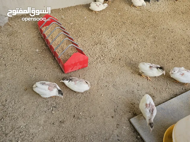 سمان صيني ( الملكي)