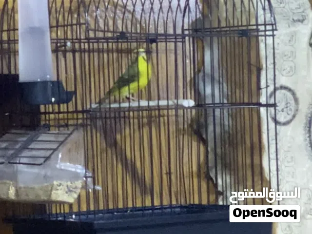 سلام عليكم طار موزنبيقى