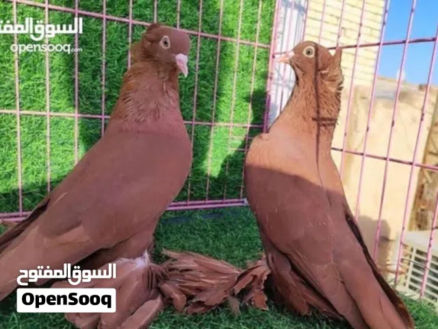 طلب حمام راعبي