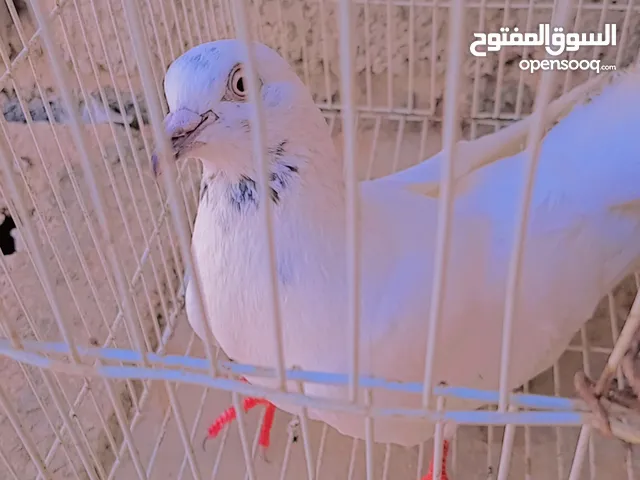 دكر بكستني فردي