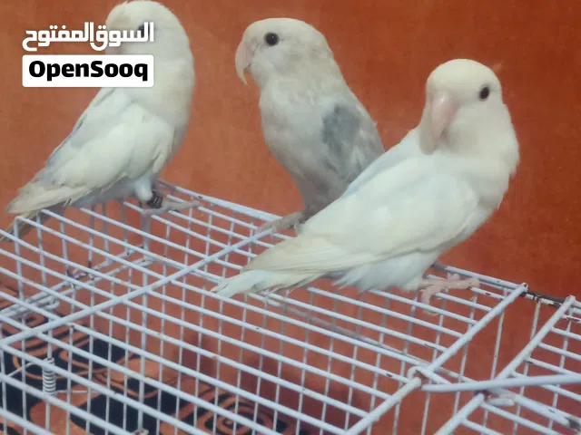 طيور روز للبيع 3 طروف العمر تقريباً حوالي 7شهور