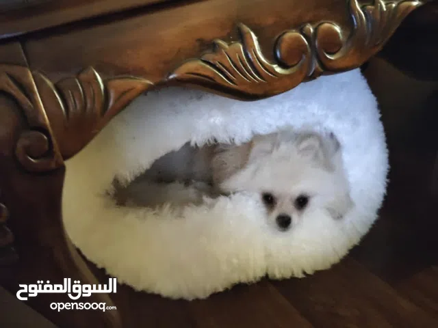 Pomeranian male 1 year old. After Castration.