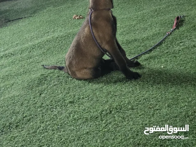 تدريب كلاب مقابل الحصه training dogs center