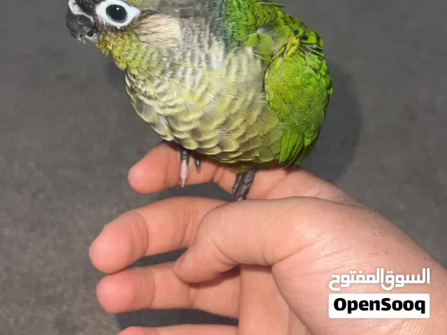 فرخ كنيور قرين شيك اليف جداً