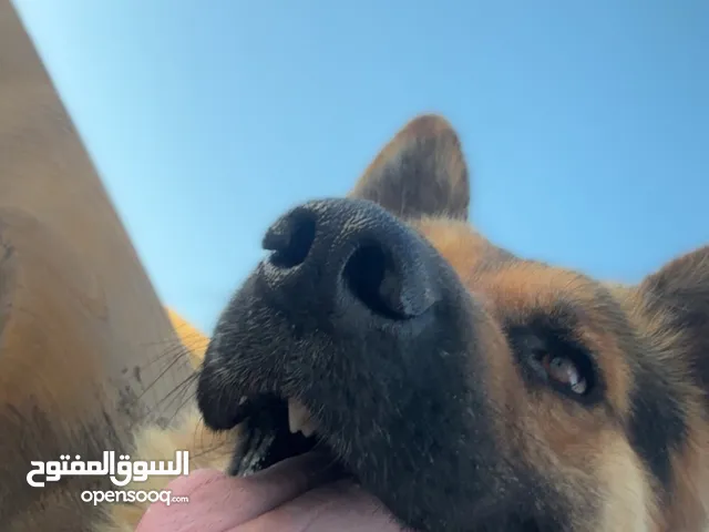 جيرمن شربد