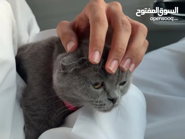 للبيع قطط سكوتش فولد العدد ( 2 )