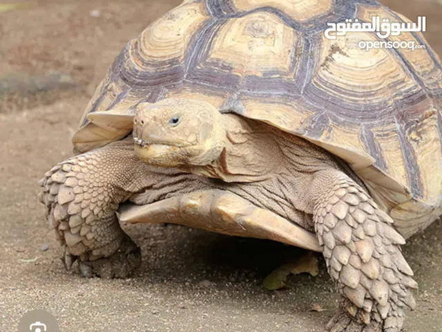 Salcuta tortoise