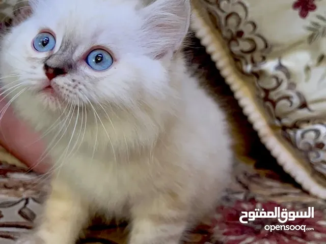 هملايا عمره 3 شهور