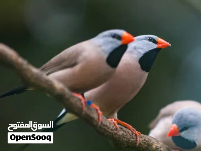 مطلووب نفس هذي الطيور